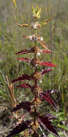 Lycopus europaeus \ Ufer-Wolfstrapp / Gipsywort, A Seewinkel, Apetlon 23.9.2022