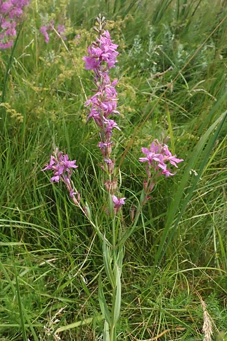 Lythrum virgatum \ Ruten-Weiderich, Ruten-Blut-Weiderich / European Wand Loosestrife, A Seewinkel, Podersdorf 11.7.2023