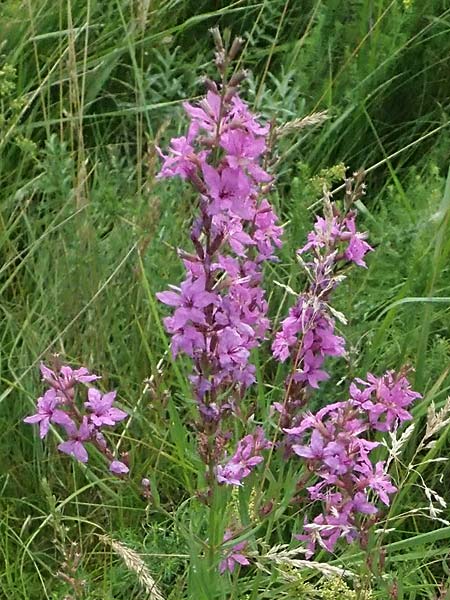 Lythrum virgatum \ Ruten-Weiderich, Ruten-Blut-Weiderich / European Wand Loosestrife, A Seewinkel, Podersdorf 11.7.2023