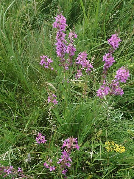 Lythrum virgatum \ Ruten-Weiderich, Ruten-Blut-Weiderich / European Wand Loosestrife, A Seewinkel, Podersdorf 11.7.2023