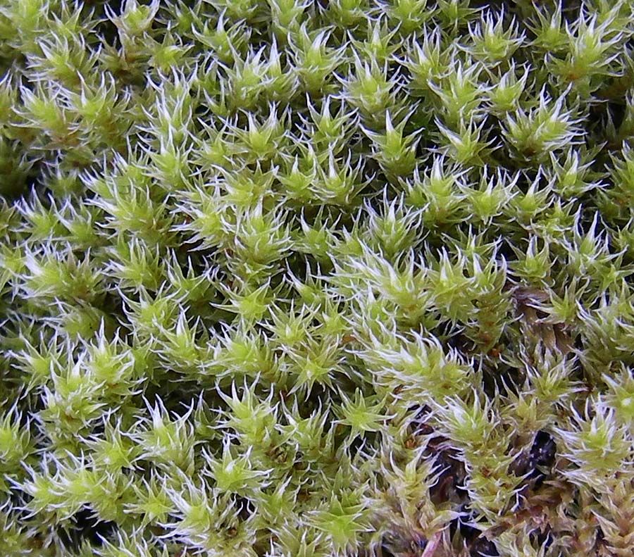 Musci spec1 ? \ Moos / Moss, A Malta - Tal / Valley 7.6.2008