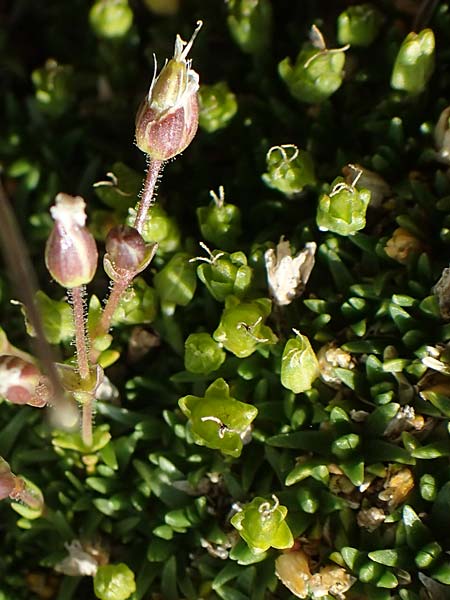 Sabulina glaucina \ H&uuml;gel-Fr&uuml;hlings-Miere / Hill Spring Sandwort, A W&ouml;lzer Tauern, Hoher Zinken 24.7.2021