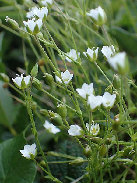 Sabulina verna s.l. \ H&uuml;gel-Fr&uuml;hlings-Miere / Hill Spring Sandwort, A Eisenerzer Reichenstein 28.7.2021