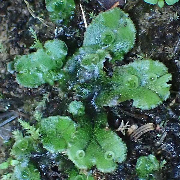 Marchantia polymorpha \ Brunnen-Lebermoos / Liverwort, A K&auml;rnten/Carinthia, Koralpe 4.7.2023