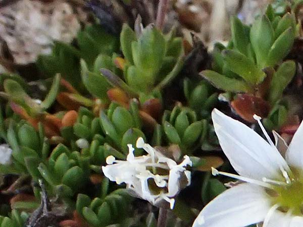 Minuartia rupestris \ Felsen-Miere / Common Rock Sandwort, A Großglockner 11.8.2025