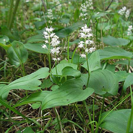 Maianthemum bifolium \ Schattenblmchen / May Lily, False Lily of the Valley, A Lechtal, Forchach 27.5.2007