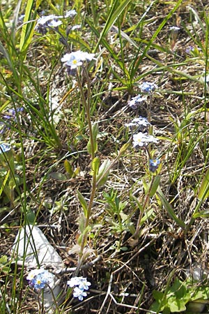 Myosotis alpestris \ Alpen-Vergissmeinnicht / Alpine Forget-me-not, A Kärnten/Carinthia, Petzen 2.7.2010