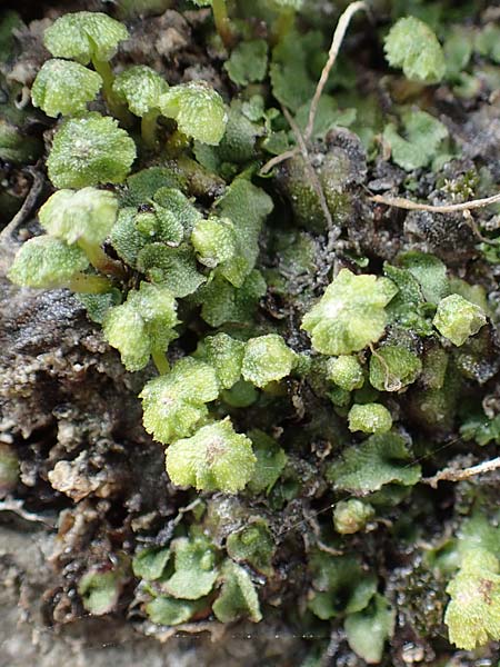 Preissia quadrata \ Prei&szlig;-Lebermoos / Narrow Mushroom-Headed Liverwort, A K&auml;rnten/Carinthia, Tr&ouml;gerner Klamm 18.5.2016