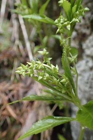 Mercurialis perennis \ Wald-Bingelkraut / Dog's Mercury, A Kärnten/Carinthia, Hochobir 19.5.2016