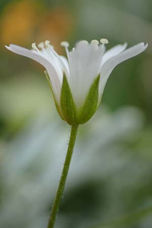 Sabulina austriaca \ sterreicher Miere / Austrian Sandwort, A Trenchtling 3.7.2019