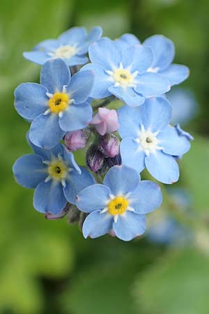 Myosotis alpestris \ Alpen-Vergissmeinnicht / Alpine Forget-me-not, A Rax 28.6.2020