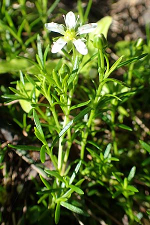Sabulina austriaca \ sterreicher Miere / Austrian Sandwort, A Tauplitz-Alm 5.7.2020