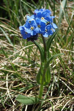Myosotis alpestris \ Alpen-Vergissmeinnicht / Alpine Forget-me-not, A Seetaler Alpen, Zirbitzkogel 28.6.2021