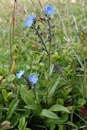 Myosotis alpestris \ Alpen-Vergissmeinnicht / Alpine Forget-me-not, A Niedere Tauern, Sölk-Pass 26.7.2021