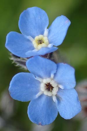 Myosotis alpestris \ Alpen-Vergissmeinnicht / Alpine Forget-me-not, A Niedere Tauern, Sölk-Pass 26.7.2021