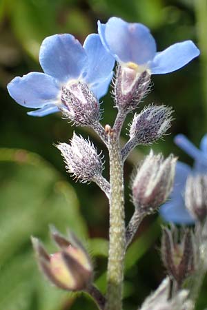 Myosotis alpestris \ Alpen-Vergissmeinnicht / Alpine Forget-me-not, A Niedere Tauern, Sölk-Pass 26.7.2021