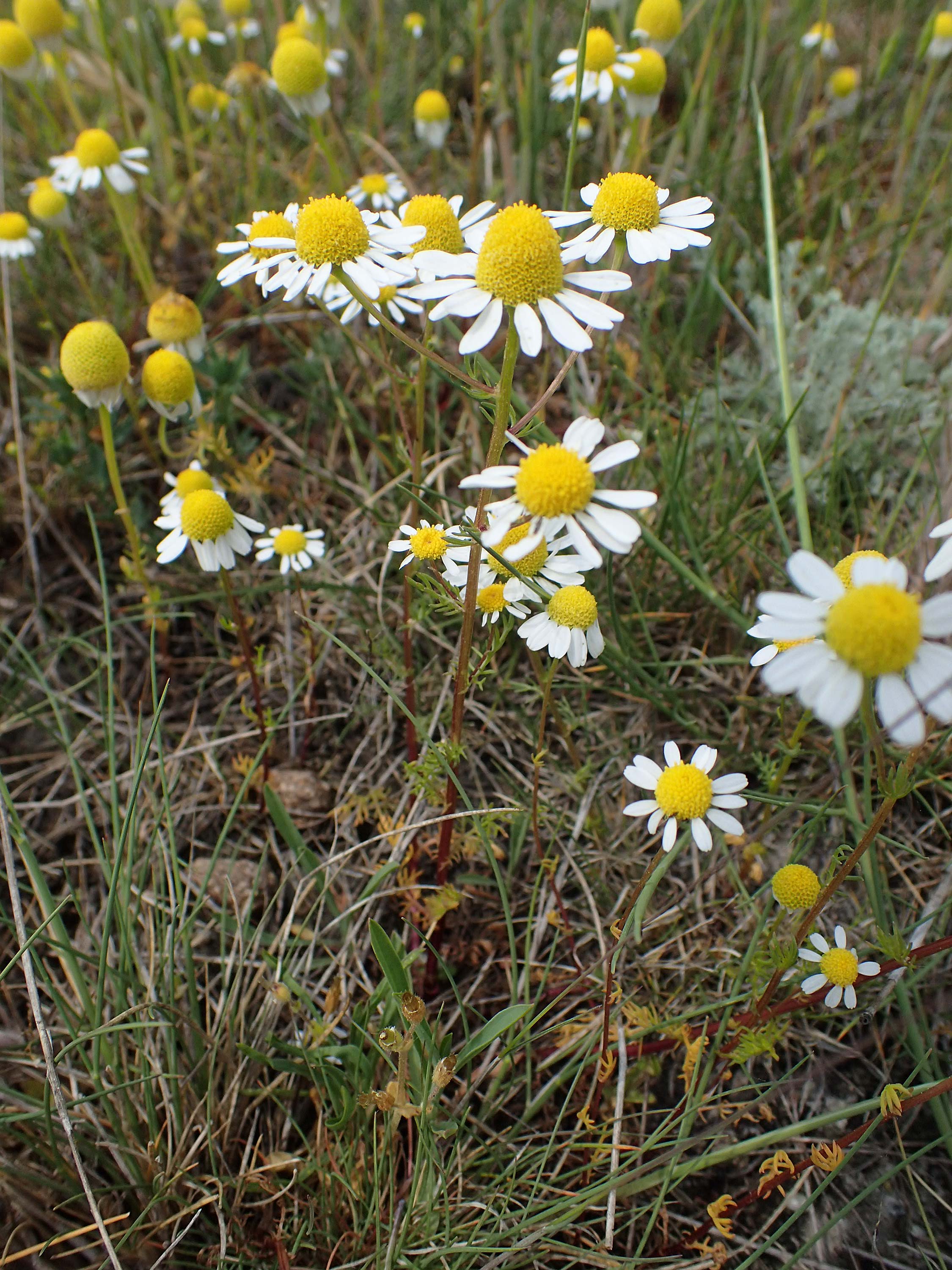 Matricaria chamomilla subsp. bayeri \ Pannonische Kamille / Pannonian Mayweed, A Seewinkel, Apetlon 8.5.2022