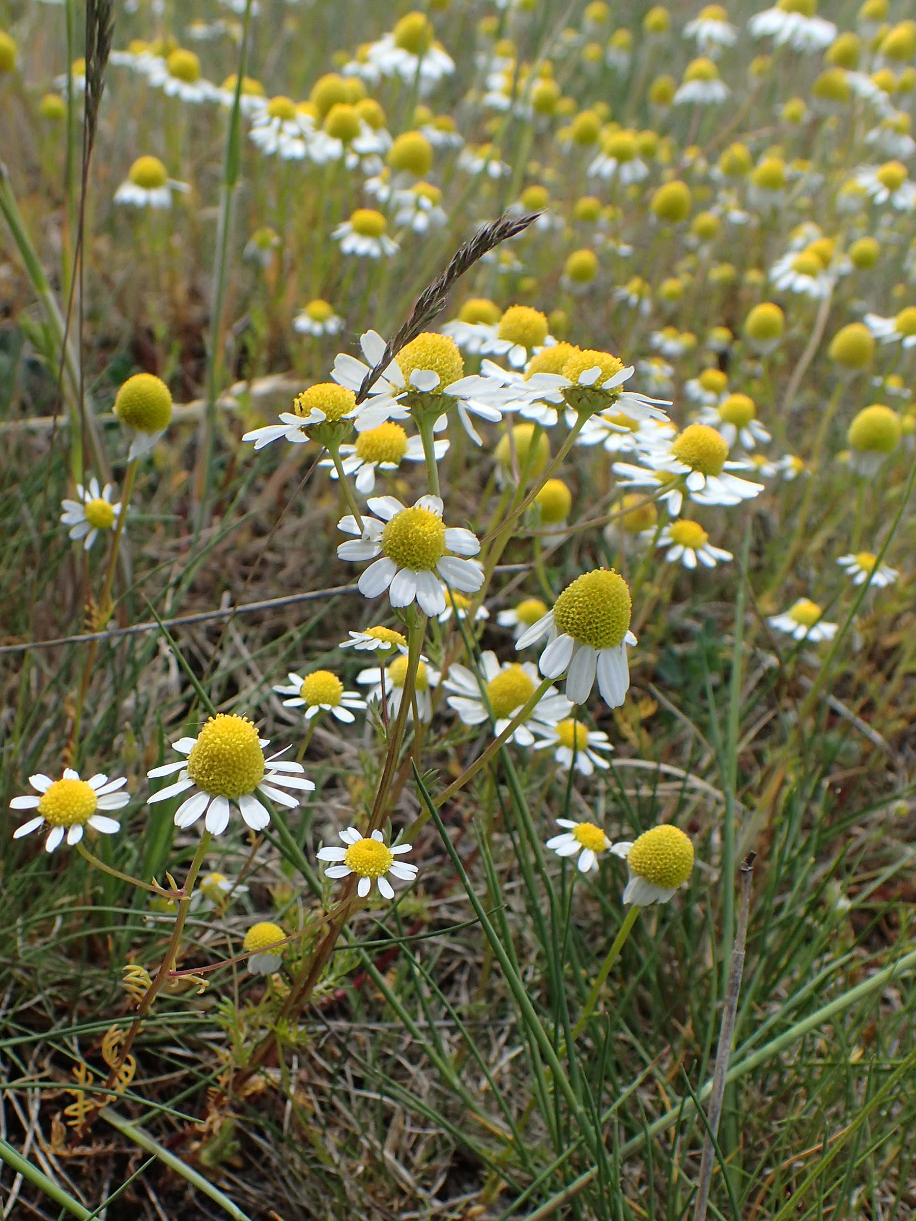 Matricaria chamomilla subsp. bayeri \ Pannonische Kamille / Pannonian Mayweed, A Seewinkel, Apetlon 8.5.2022