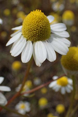 Matricaria chamomilla subsp. bayeri \ Pannonische Kamille / Pannonian Mayweed, A Seewinkel, Apetlon 8.5.2022