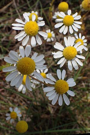 Matricaria chamomilla subsp. bayeri \ Pannonische Kamille / Pannonian Mayweed, A Seewinkel, Apetlon 8.5.2022