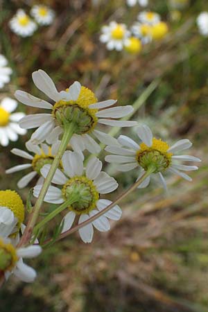 Matricaria chamomilla subsp. bayeri \ Pannonische Kamille / Pannonian Mayweed, A Seewinkel, Apetlon 8.5.2022