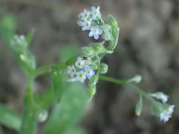 Myosotis arvensis subsp. umbrata \ Schatten-Vergissmeinnicht / Common Forget-me-not, A Ladendorf 10.7.2023