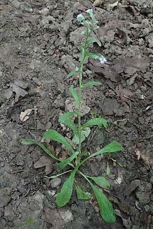 Myosotis arvensis subsp. umbrata \ Schatten-Vergissmeinnicht / Common Forget-me-not, A Ladendorf 10.7.2023