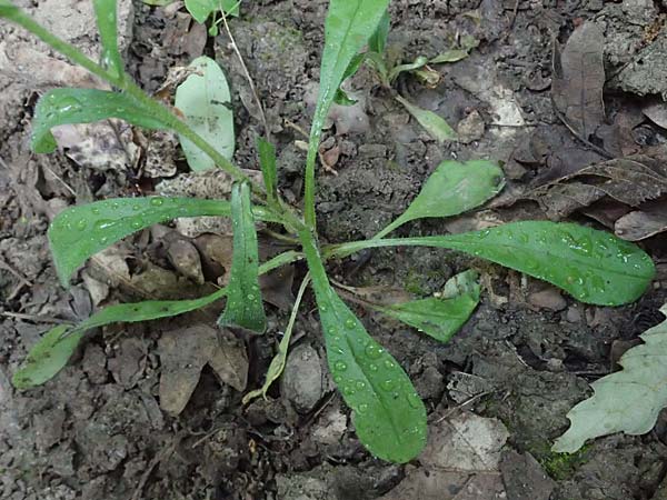 Myosotis arvensis subsp. umbrata \ Schatten-Vergissmeinnicht / Common Forget-me-not, A Ladendorf 10.7.2023