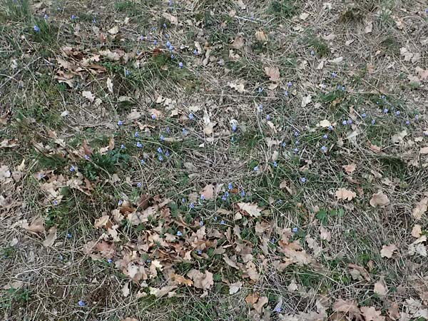 Muscari azureum \ Himmelblaue Traubenhyazinthe / Azure Grape Hyacinth, A Wienerwald,  Baden 7.3.2024