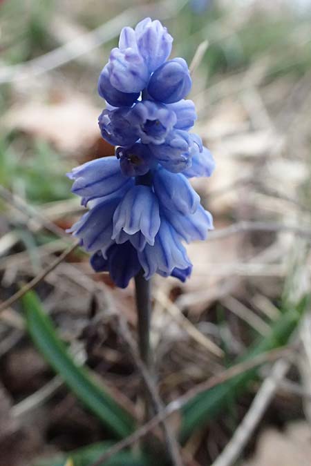 Muscari azureum \ Himmelblaue Traubenhyazinthe / Azure Grape Hyacinth, A Wienerwald,  Baden 7.3.2024