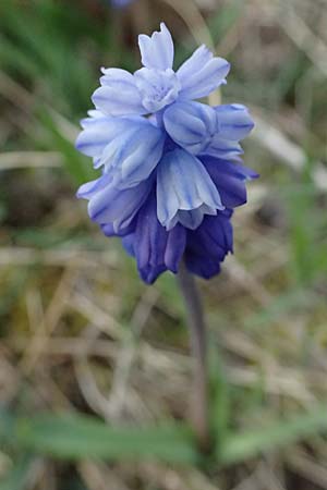 Muscari azureum \ Himmelblaue Traubenhyazinthe / Azure Grape Hyacinth, A Wienerwald,  Baden 7.3.2024