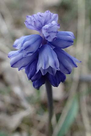 Muscari azureum \ Himmelblaue Traubenhyazinthe / Azure Grape Hyacinth, A Wienerwald,  Baden 7.3.2024