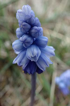Muscari azureum \ Himmelblaue Traubenhyazinthe / Azure Grape Hyacinth, A Wienerwald,  Baden 7.3.2024