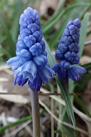 Muscari azureum \ Himmelblaue Traubenhyazinthe / Azure Grape Hyacinth, A Wienerwald,  Baden 7.3.2024
