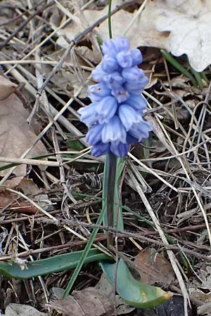 Muscari azureum \ Himmelblaue Traubenhyazinthe / Azure Grape Hyacinth, A Wienerwald,  Baden 7.3.2024