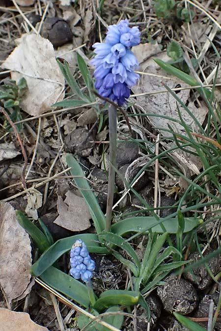 Muscari azureum \ Himmelblaue Traubenhyazinthe / Azure Grape Hyacinth, A Wienerwald,  Baden 7.3.2024