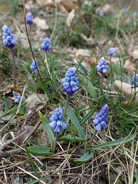 Muscari azureum \ Himmelblaue Traubenhyazinthe / Azure Grape Hyacinth, A Wienerwald,  Baden 7.3.2024