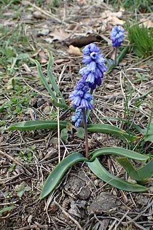 Muscari azureum \ Himmelblaue Traubenhyazinthe / Azure Grape Hyacinth, A Wienerwald,  Baden 7.3.2024