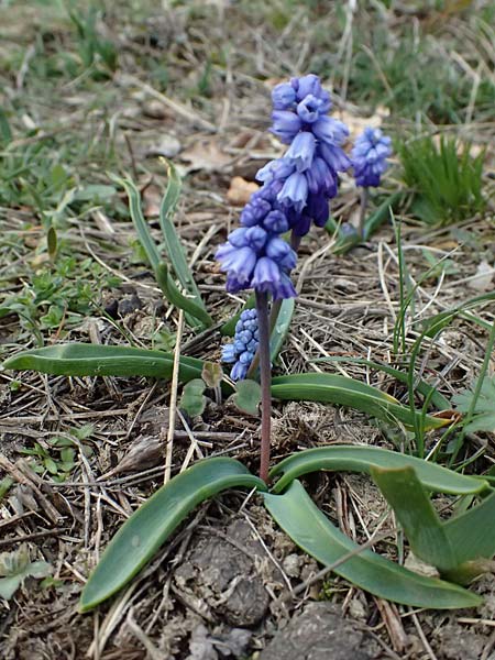 Muscari azureum \ Himmelblaue Traubenhyazinthe / Azure Grape Hyacinth, A Wienerwald,  Baden 7.3.2024