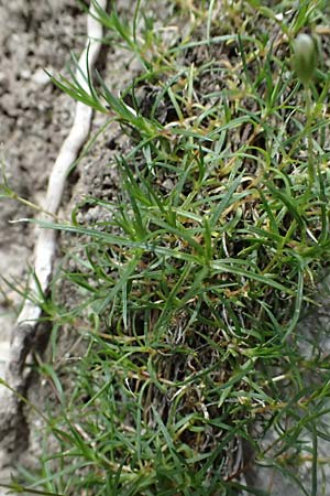 Sabulina austriaca \ sterreicher Miere / Austrian Sandwort, A Admont 5.7.2024