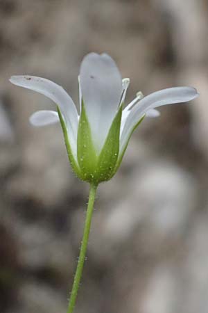 Sabulina austriaca \ sterreicher Miere / Austrian Sandwort, A Admont 5.7.2024