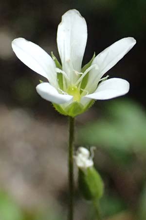 Sabulina austriaca \ sterreicher Miere / Austrian Sandwort, A Admont 5.7.2024
