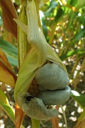 Zea mays \ Mais / Maize, Sweetcorn, A Bad Leonfelden 13.8.2024