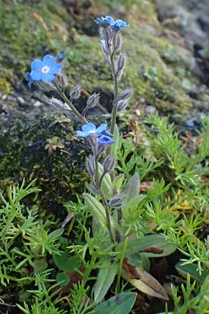 Myosotis alpestris \ Alpen-Vergissmeinnicht / Alpine Forget-me-not, A Großglockner 11.8.2025