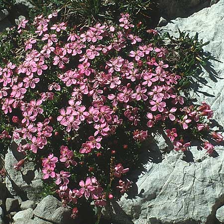 Silene acaulis \ Stngelloses Leimkraut, Kalk-Polsternelke / Moss Campion, A Lechtal, Elbigenalb 6.8.1988