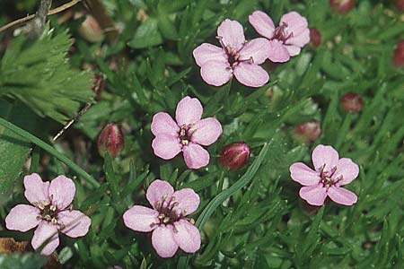 Silene acaulis \ Stngelloses Leimkraut, Kalk-Polsternelke / Moss Campion, A Großglockner 4.8.2004