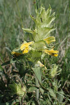 Melampyrum barbatum \ Bart-Wachtelweizen / Beard Cow-Wheat, A Gumpoldskirchen 15.5.2022