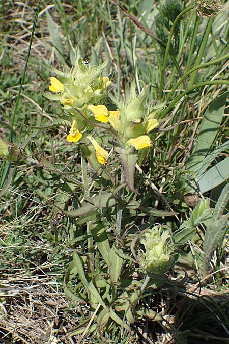 Melampyrum barbatum \ Bart-Wachtelweizen / Beard Cow-Wheat, A Gumpoldskirchen 15.5.2022