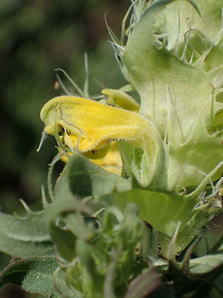Melampyrum barbatum \ Bart-Wachtelweizen / Beard Cow-Wheat, A Gumpoldskirchen 15.5.2022