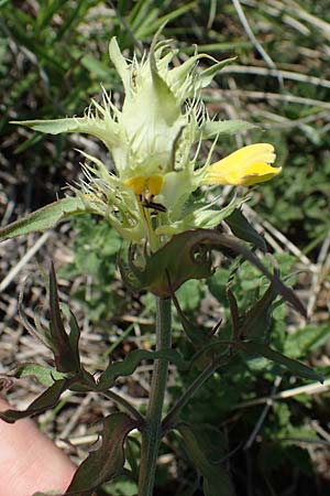 Melampyrum barbatum \ Bart-Wachtelweizen / Beard Cow-Wheat, A Gumpoldskirchen 15.5.2022